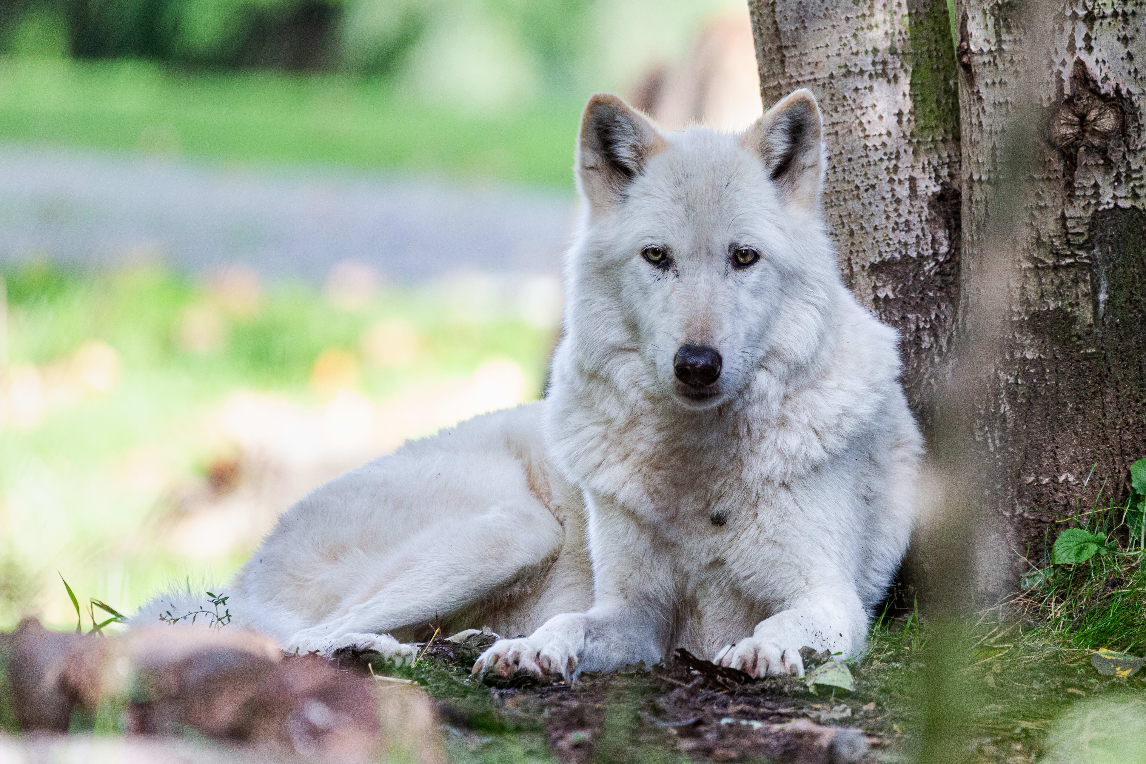 The White Wolf