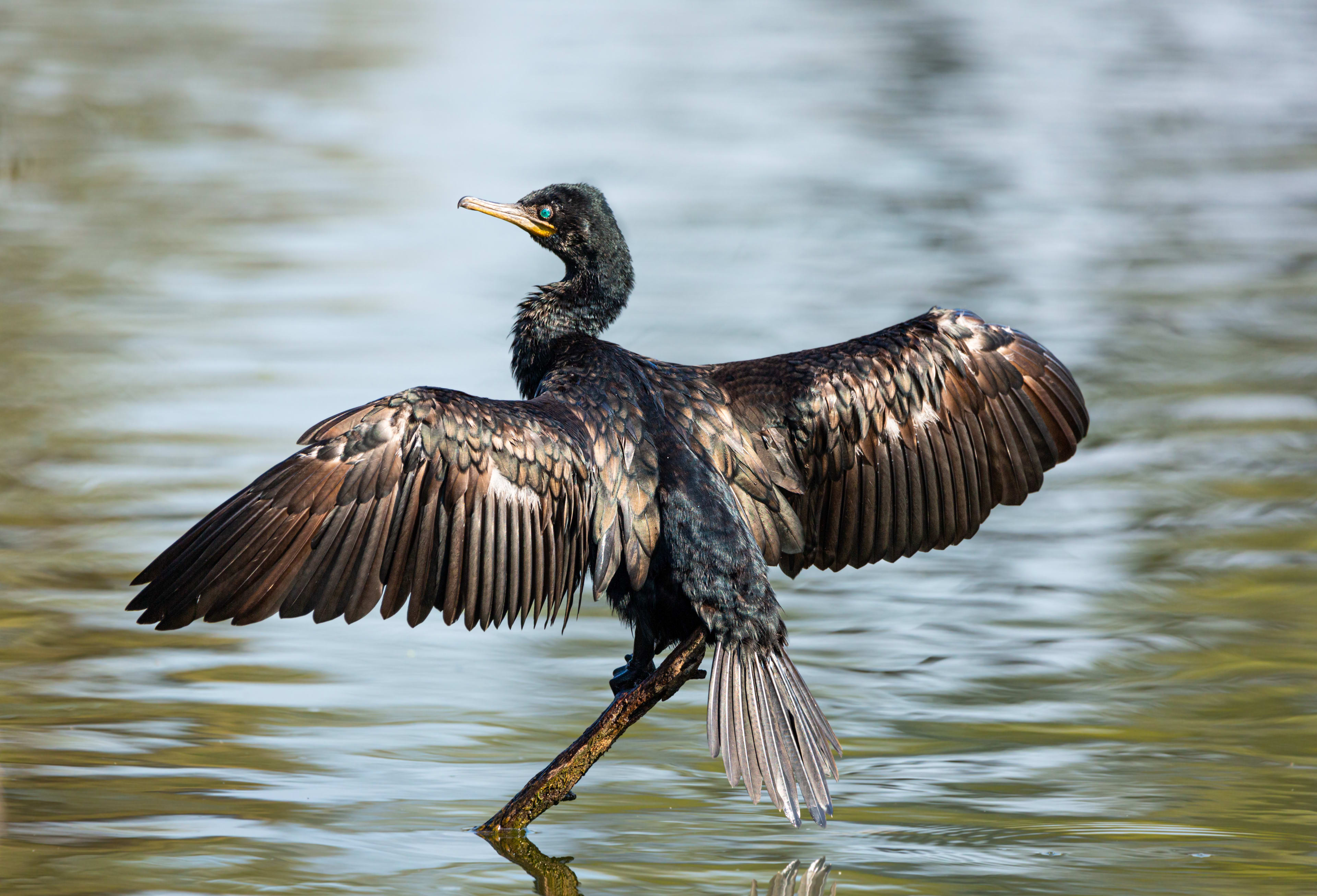 Open Wings