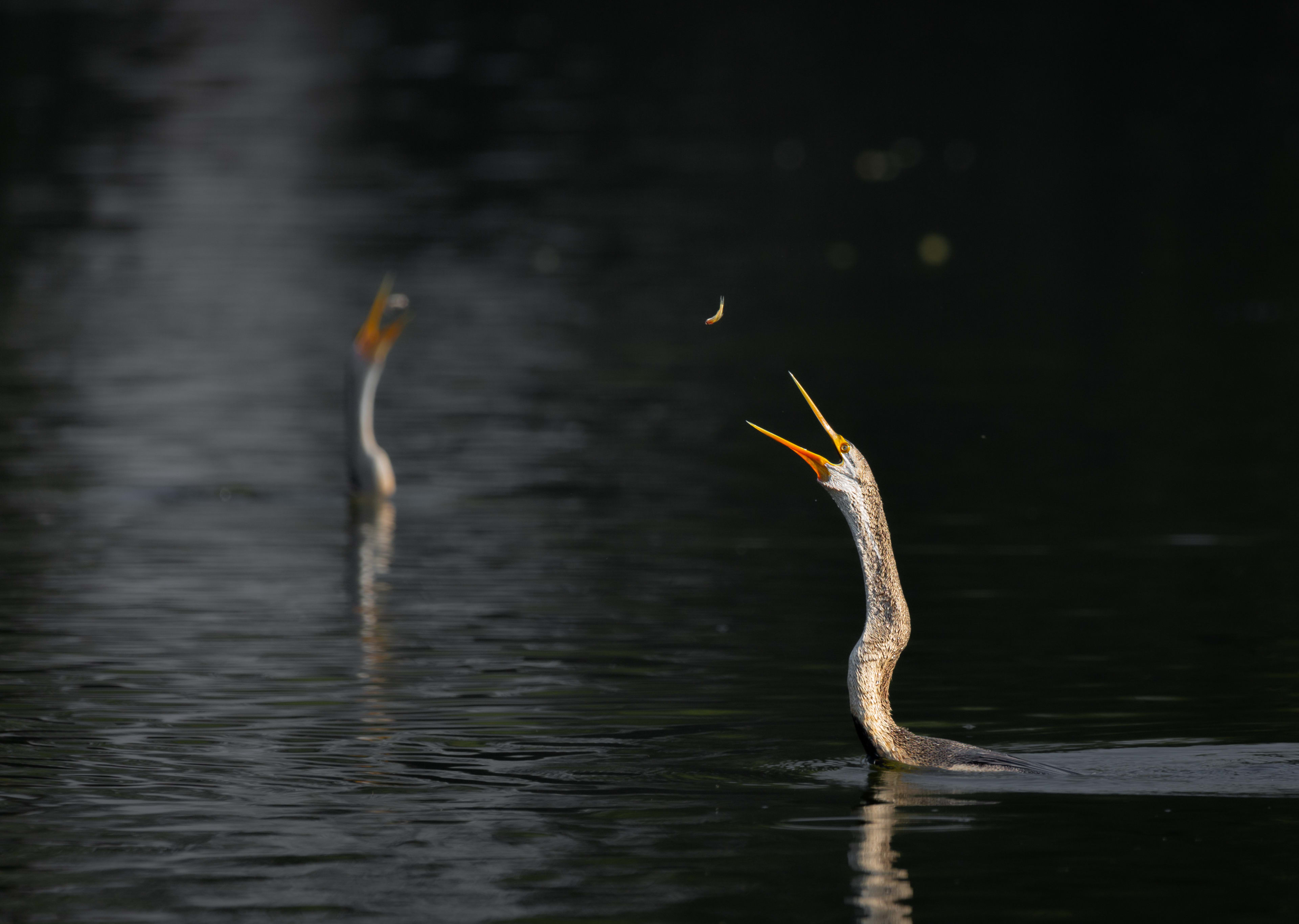 Feeding Time