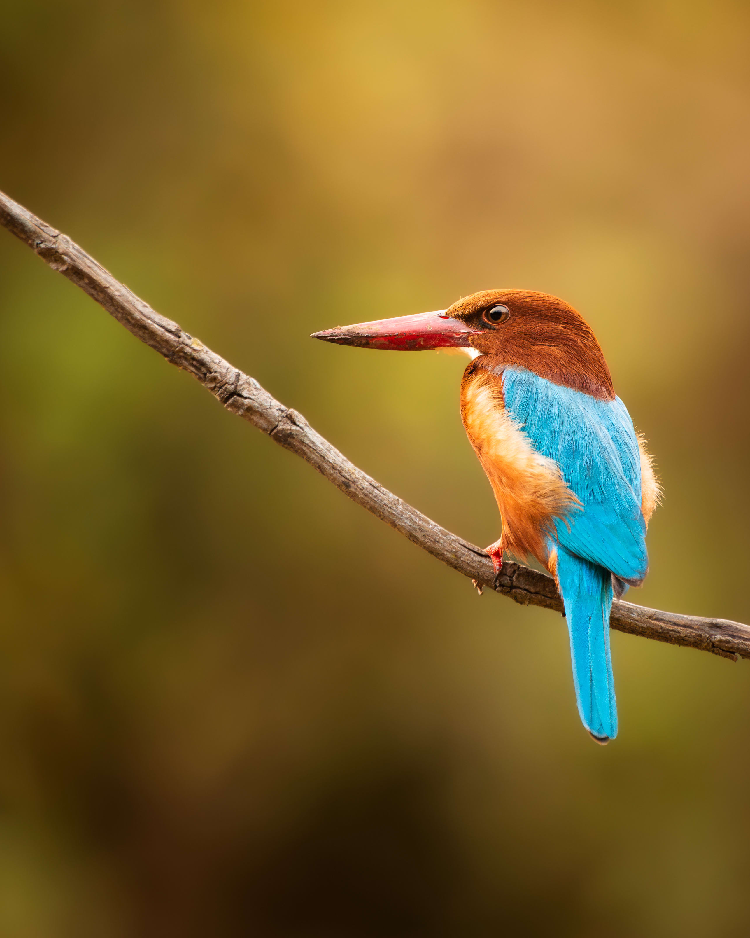 The Kingfisher
