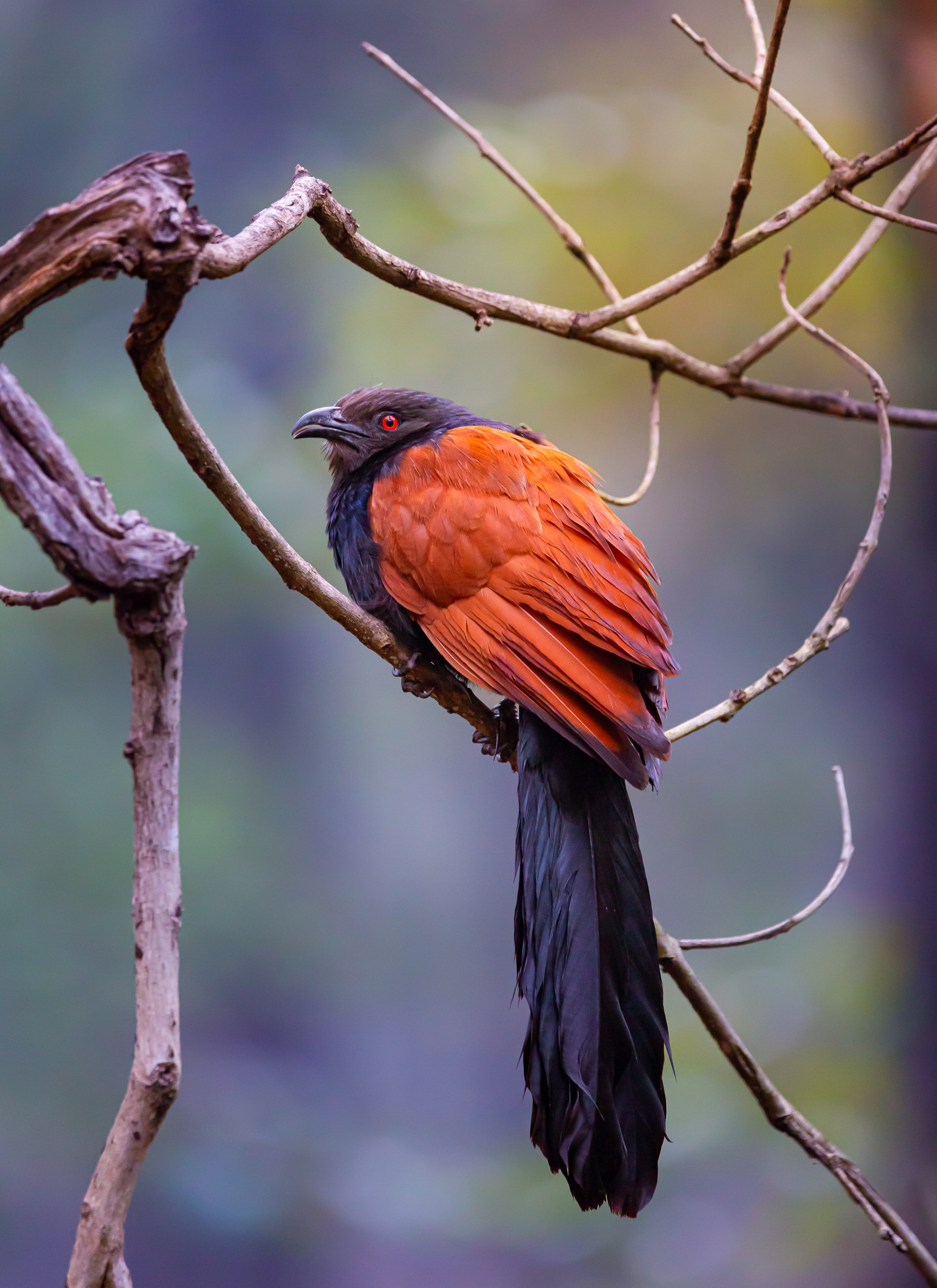 Crimson on a Branch