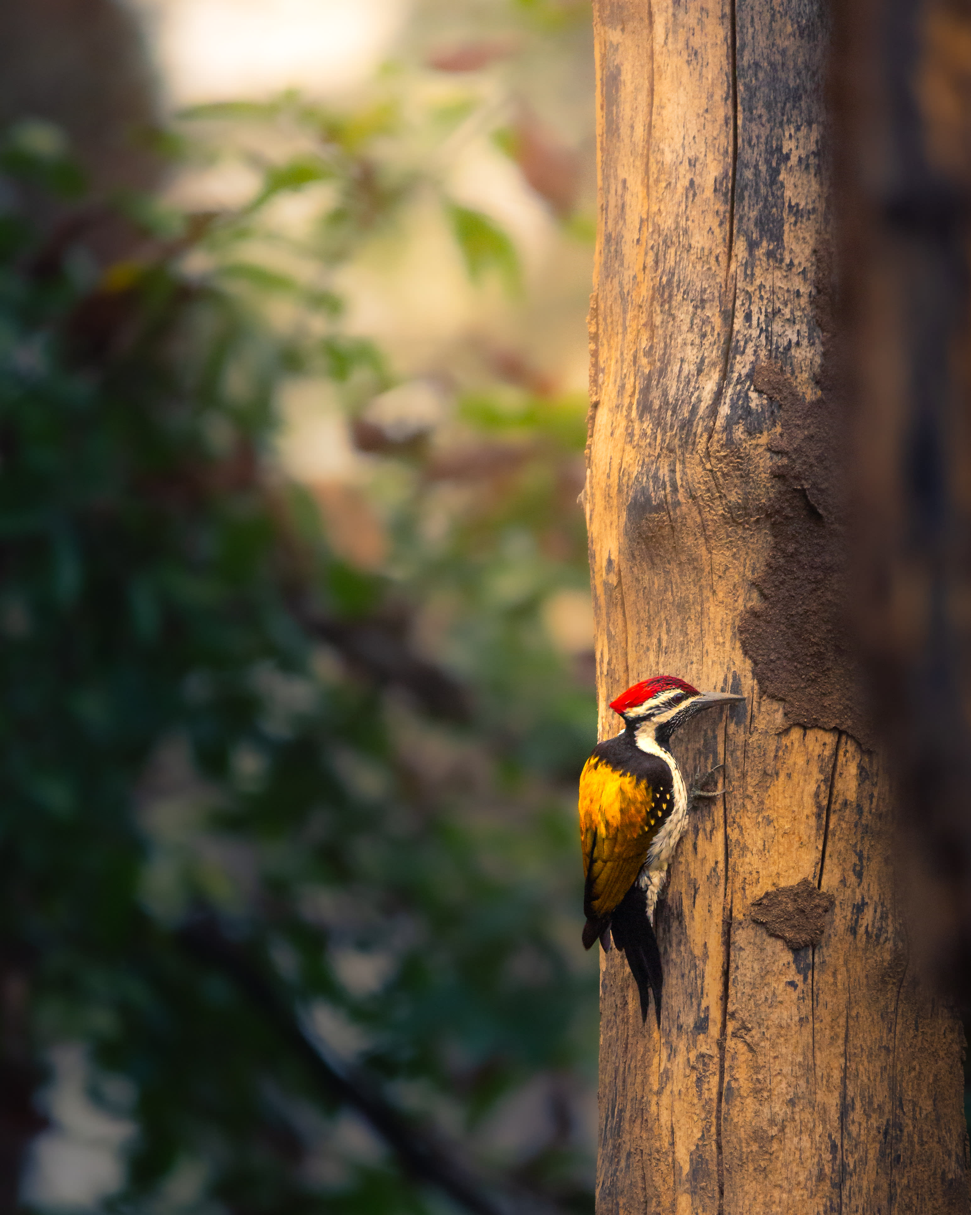 The Woodpecker