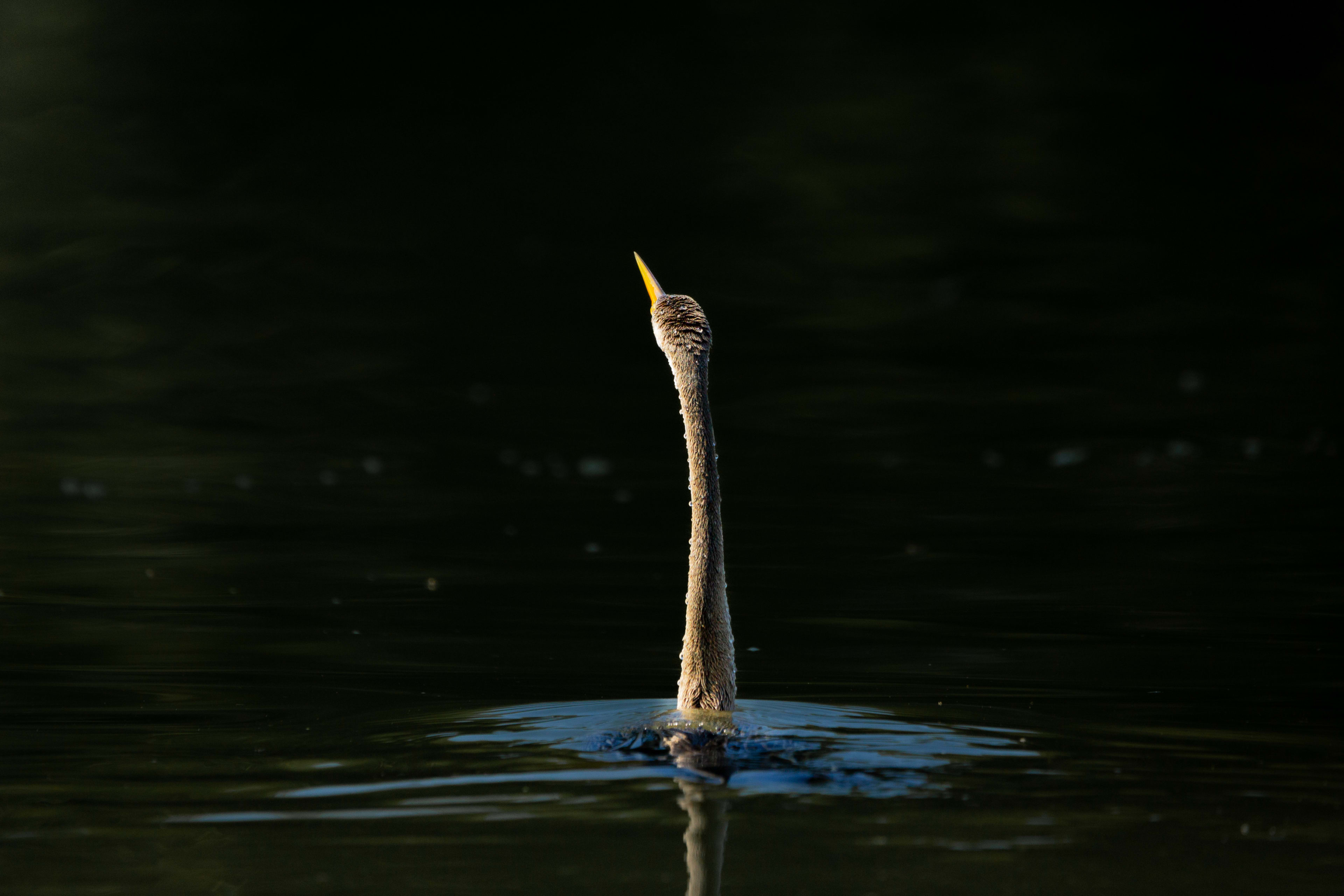 The Long Neck