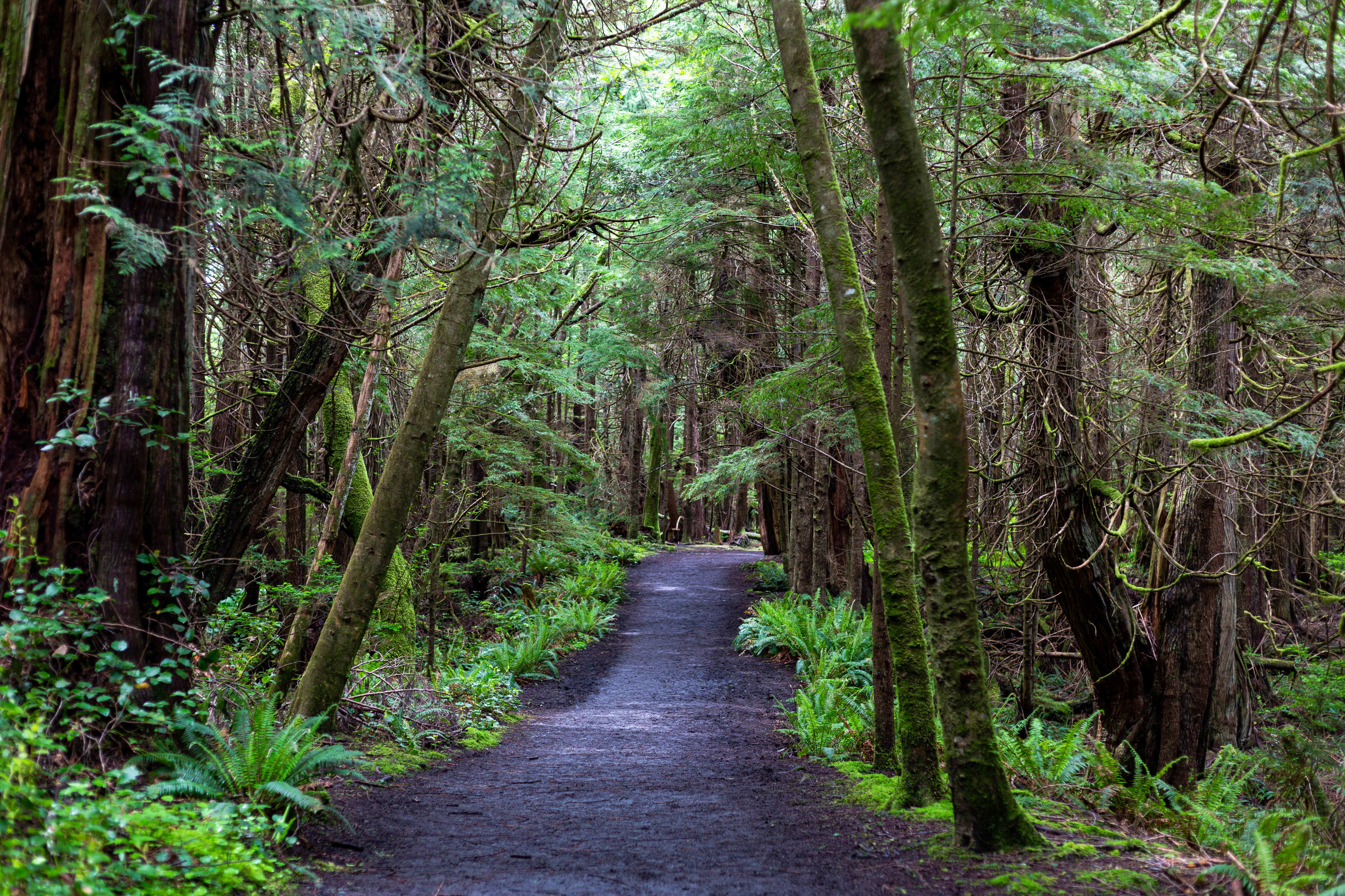 Into the Green