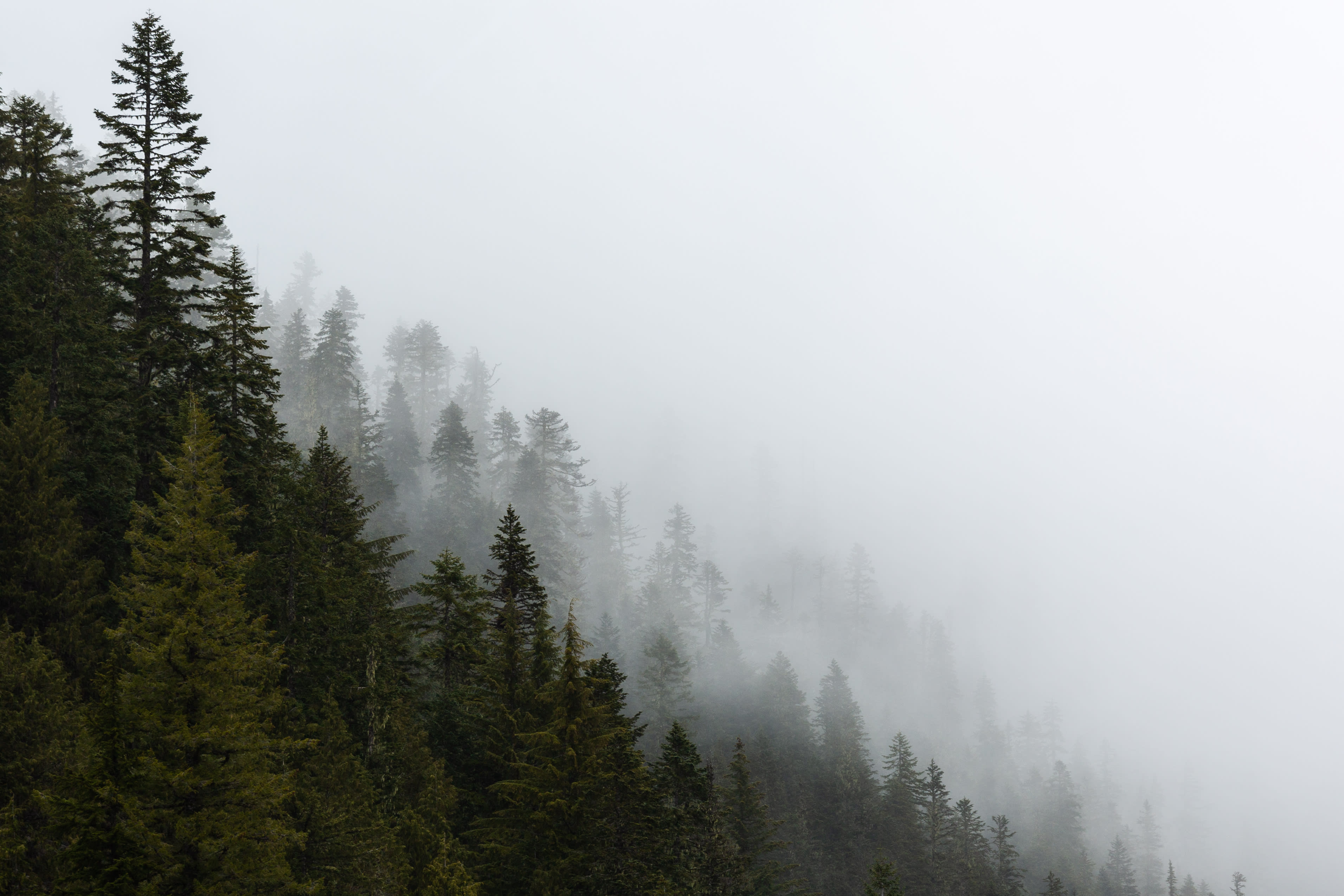 Soft Green Morning