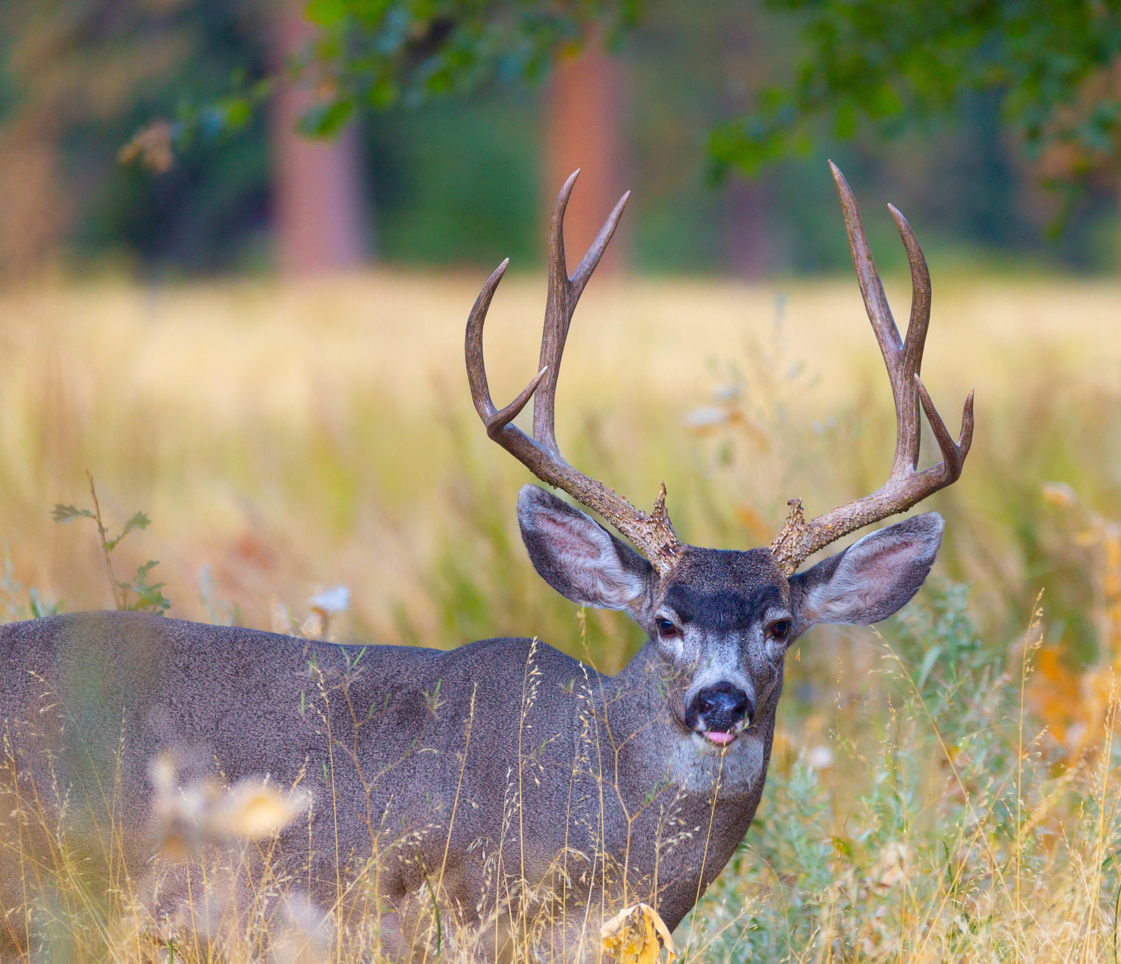 The Watchful Buck