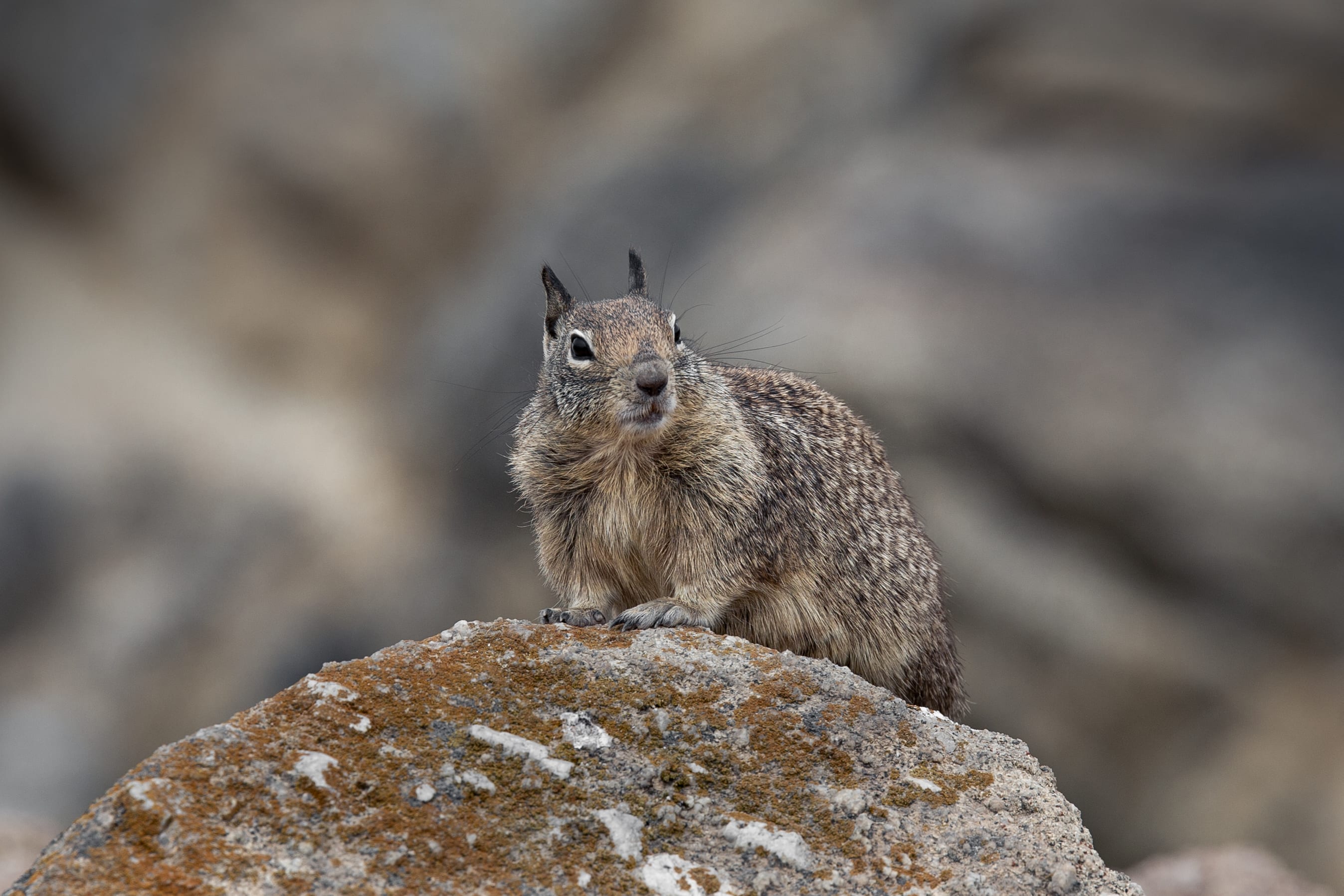 On the Lookout