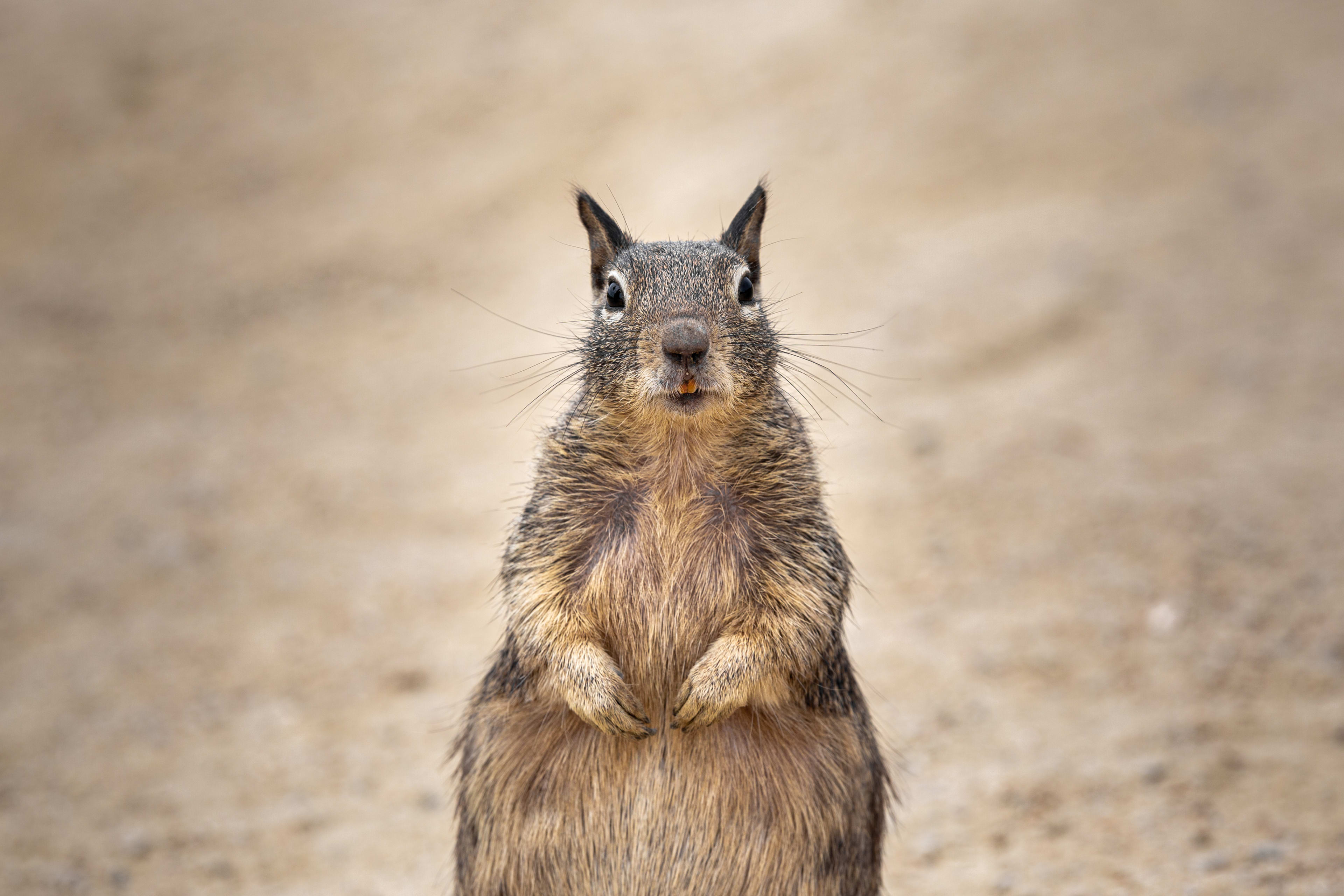 Who Goes There