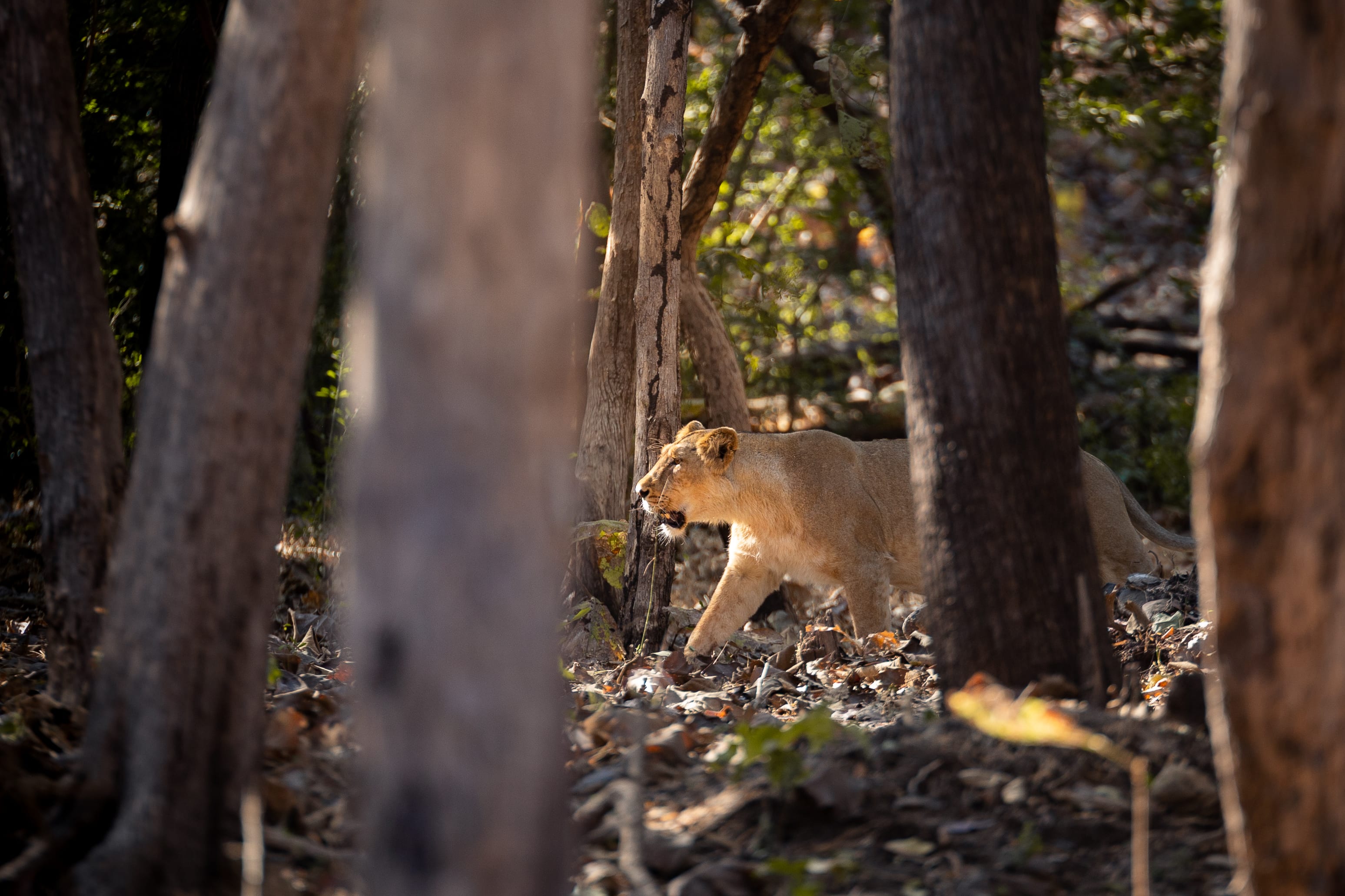 On the Prowl
