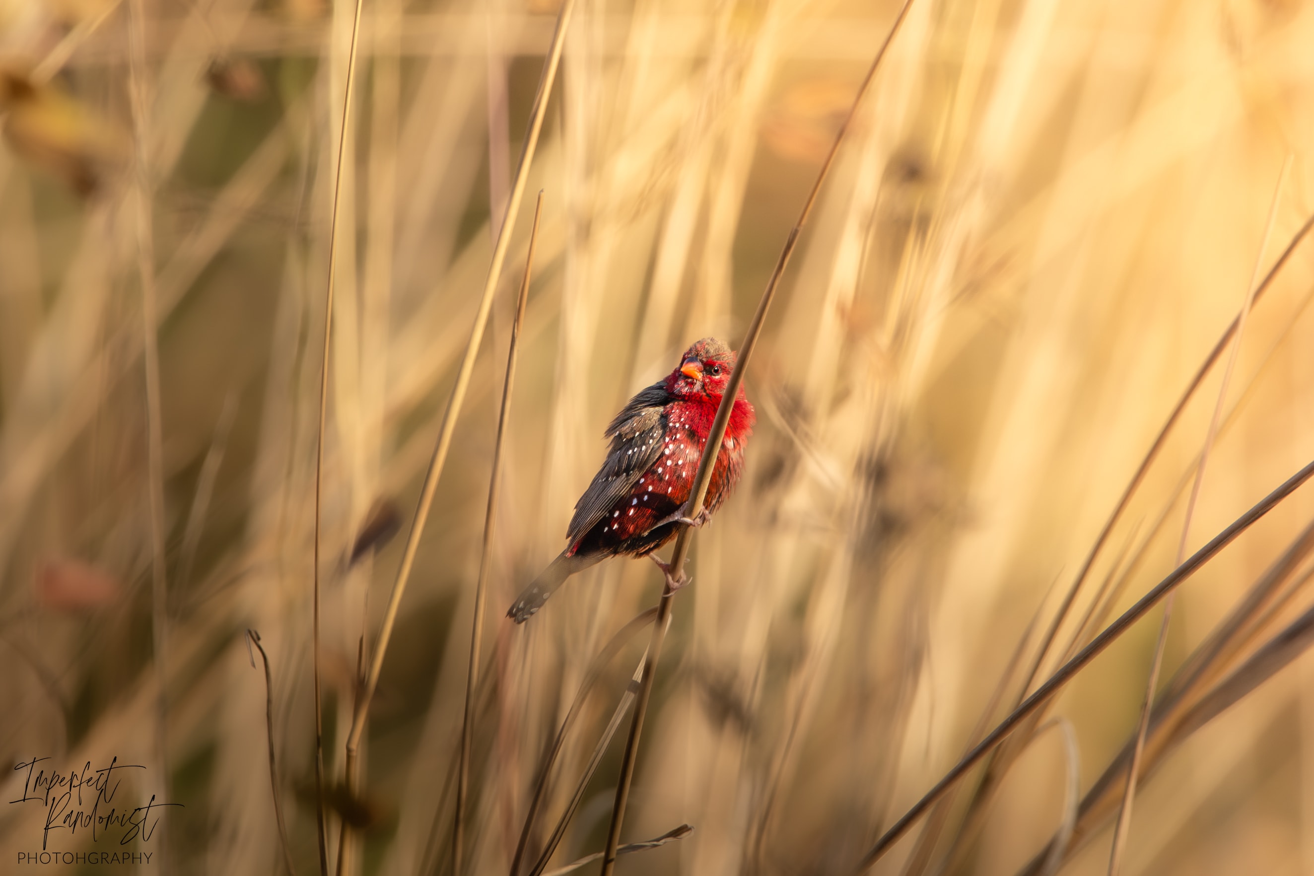 The Red Muniya