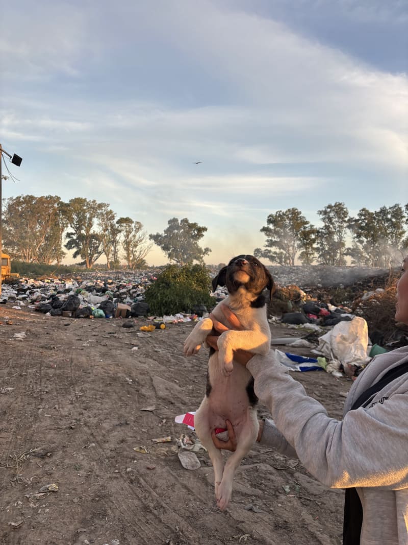 No más perros en el basural - imagen 2
