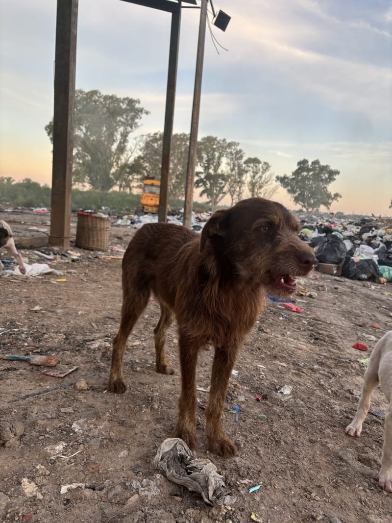 No más perros en el basural - imagen 3