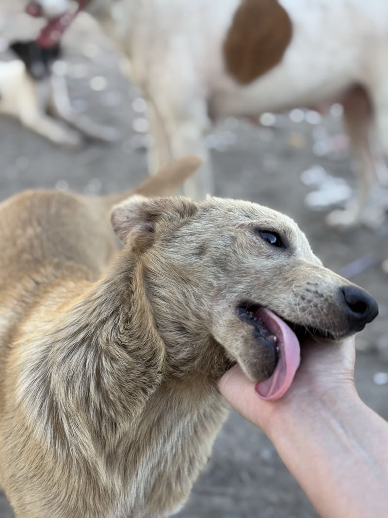 No más perros en el basural - imagen 4