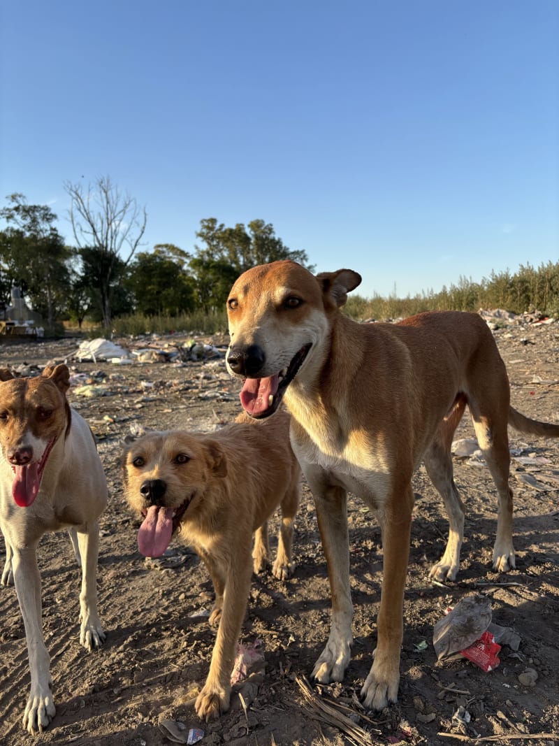 No más perros en el basural - imagen 5