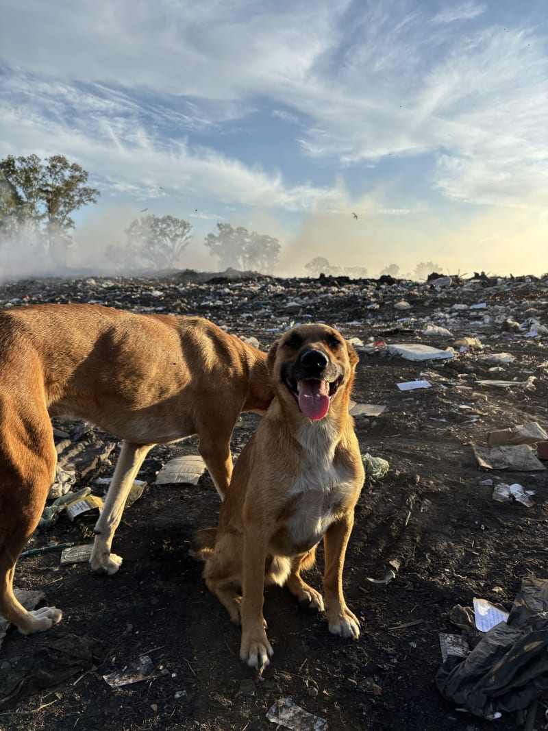 No más perros en el basural - imagen 6