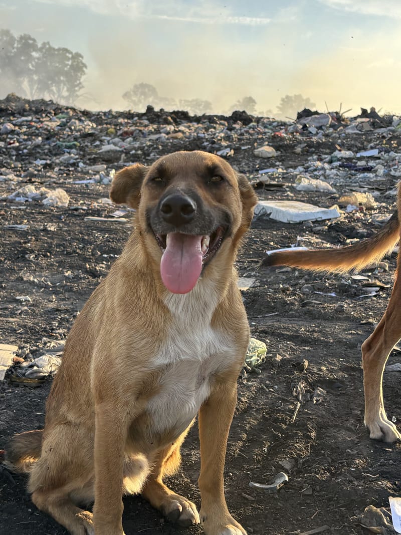 No más perros en el basural - imagen 7