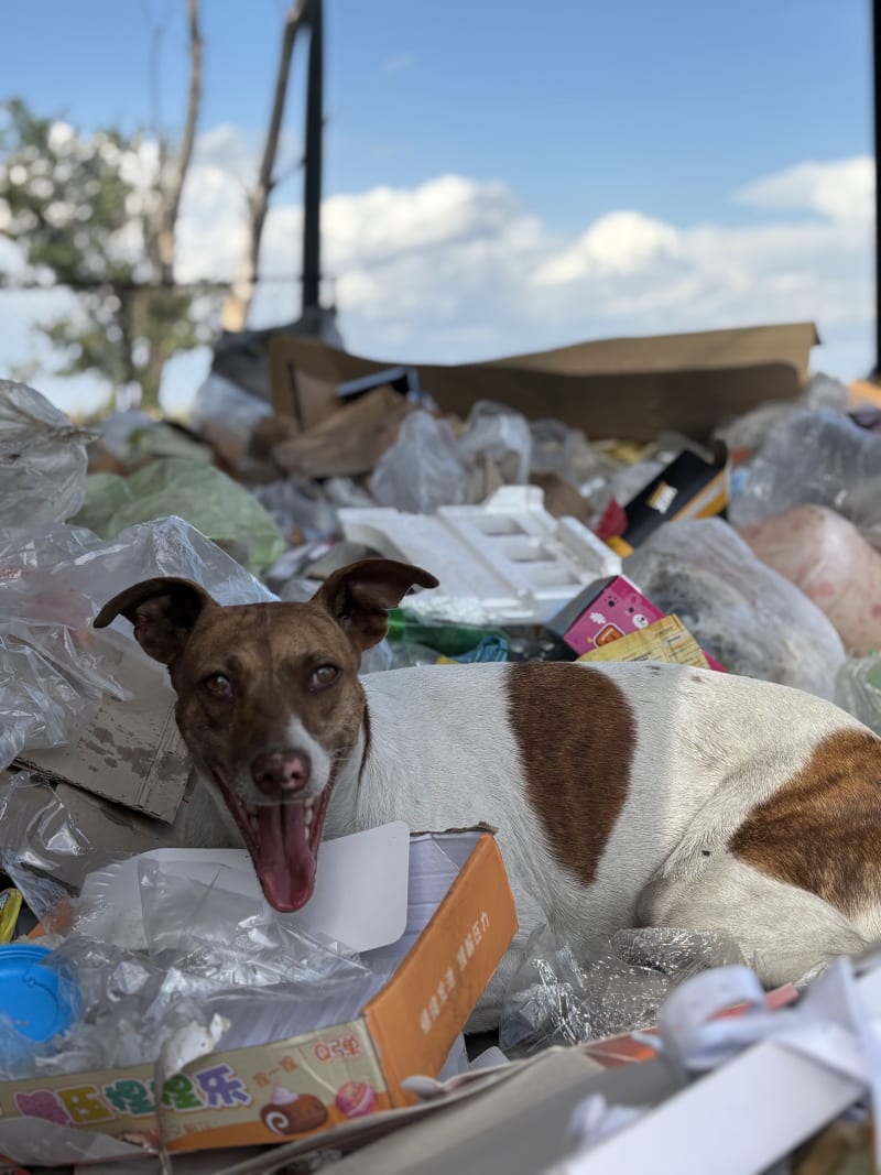 No más perros en el basural - imagen 8