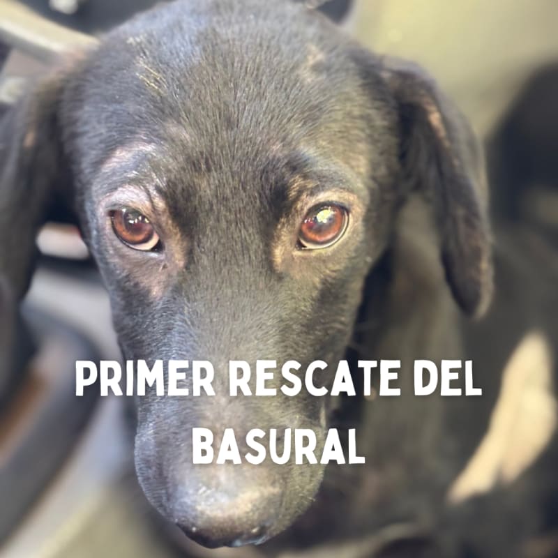 No más perros en el basural - imagen 13