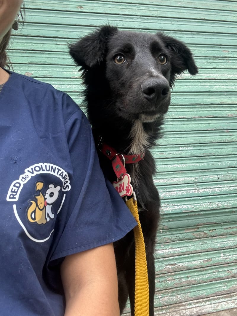 Castraciones por los barrios - imagen 3