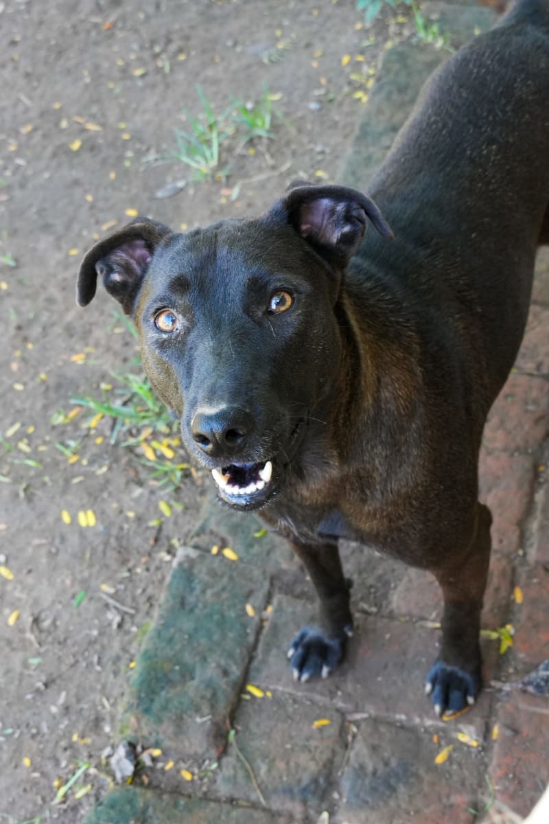 Foto de ALMENDRA