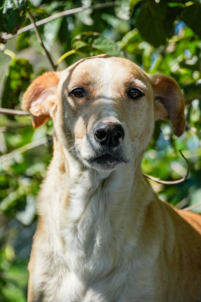 Foto de CANELA