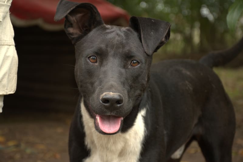 Foto de MORO