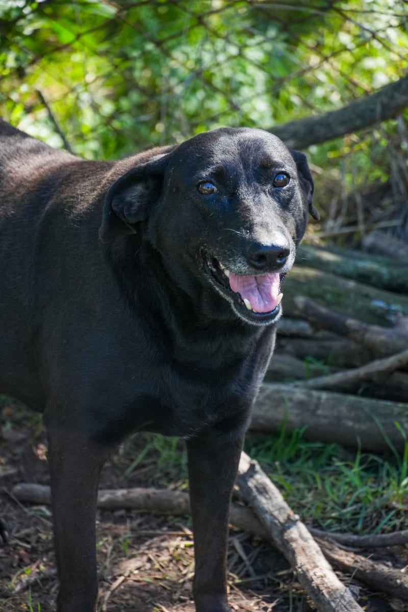 Foto de NEGRA