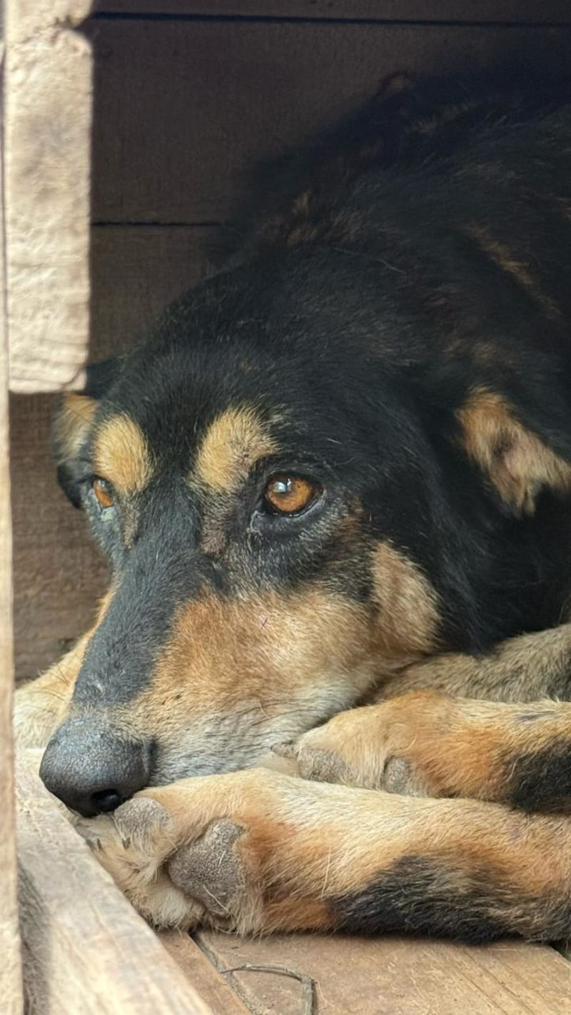 Foto de OSITO