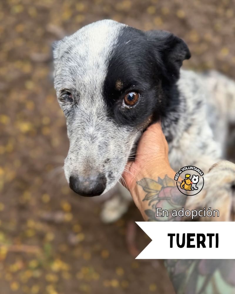 Foto de TUERTI