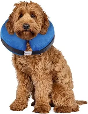 Inflatable Collar
