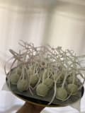 Cake pop imagen 2