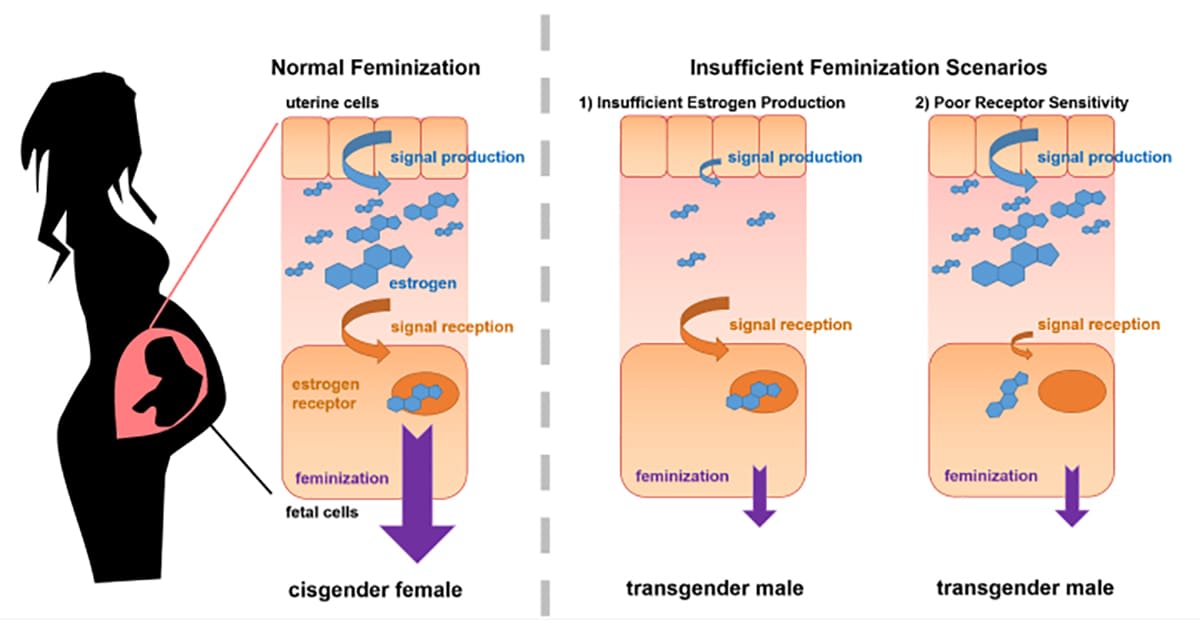 complete anatomy change gender