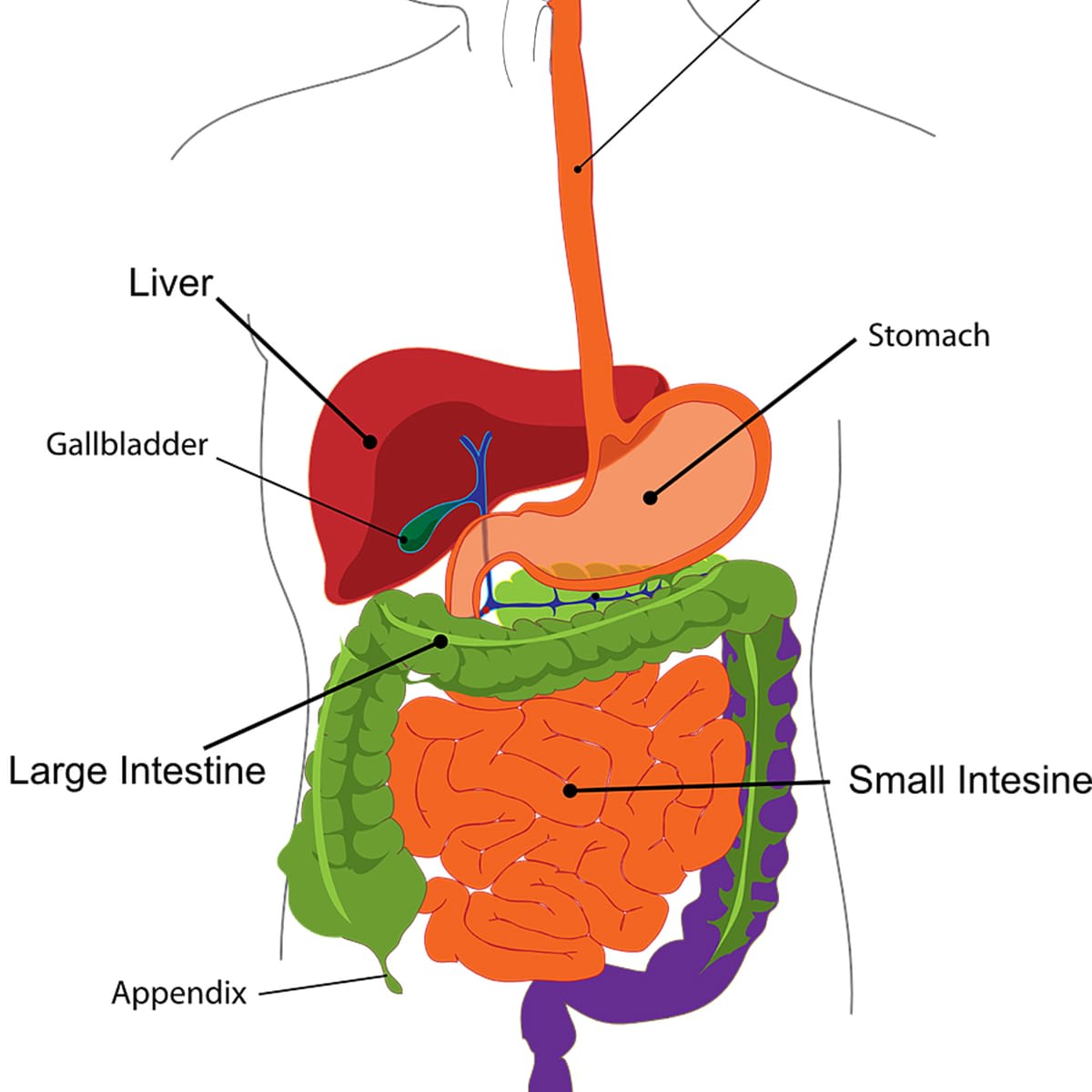 When To Remove The Gallbladder? Surgeon Discusses Surgery & Recovery