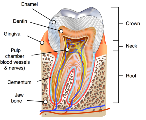 root canal