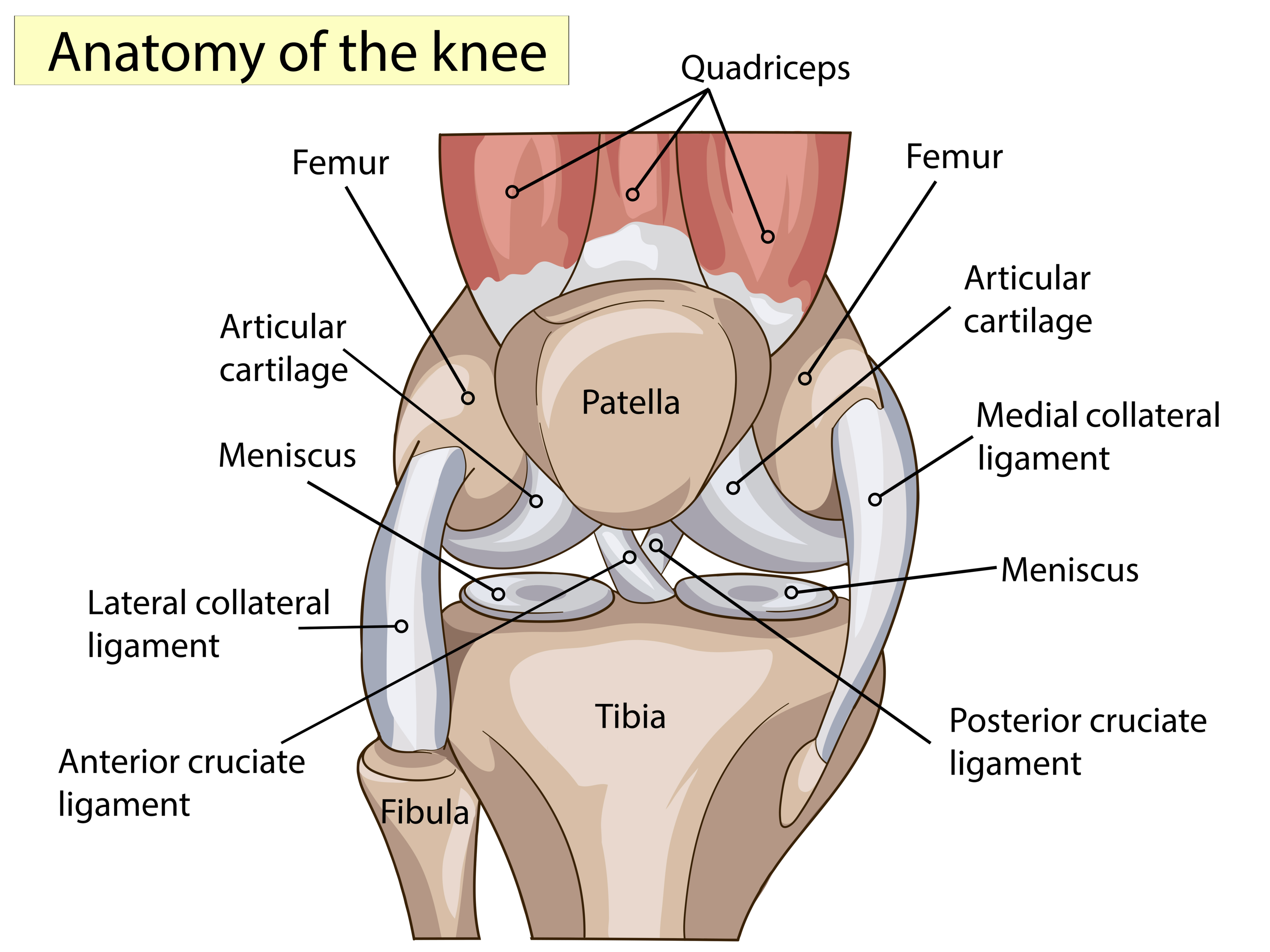 knee anatomy singapore