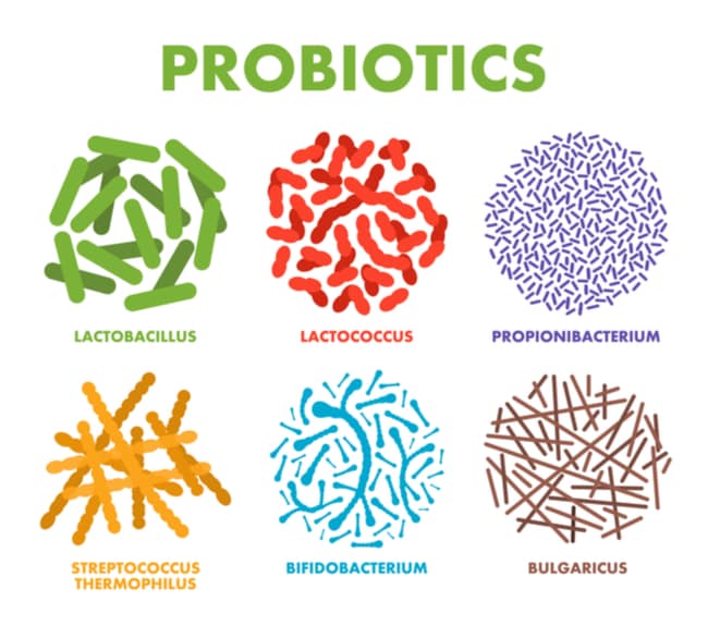 probiotics 