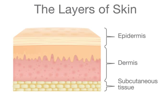 layers in skin