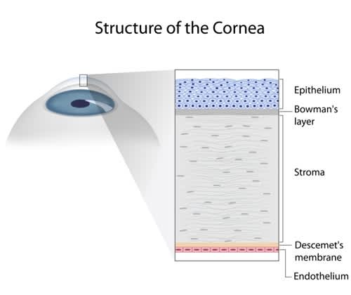 structure of cornea