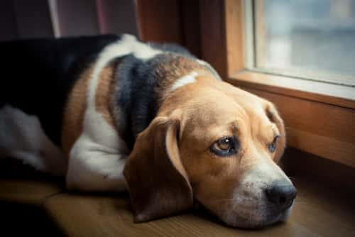 sad dog