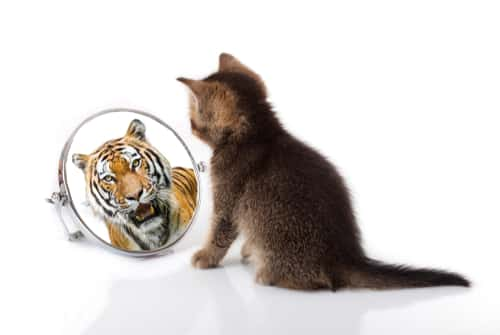 Cat looking in mirror to see tiger