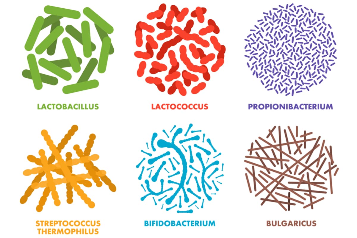 probiotics for bad breath