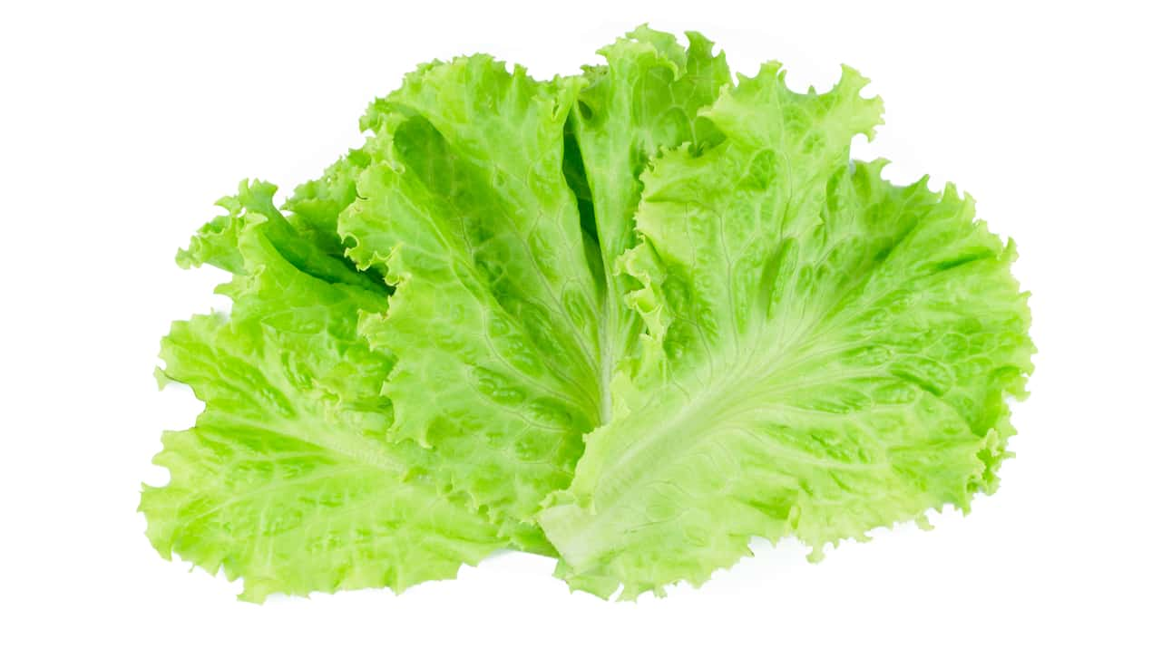 lettuces