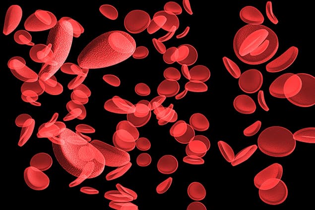 red blood cells