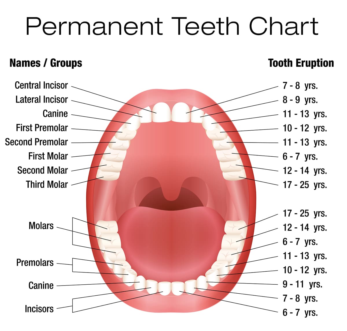 illustration showing children's teeth growth