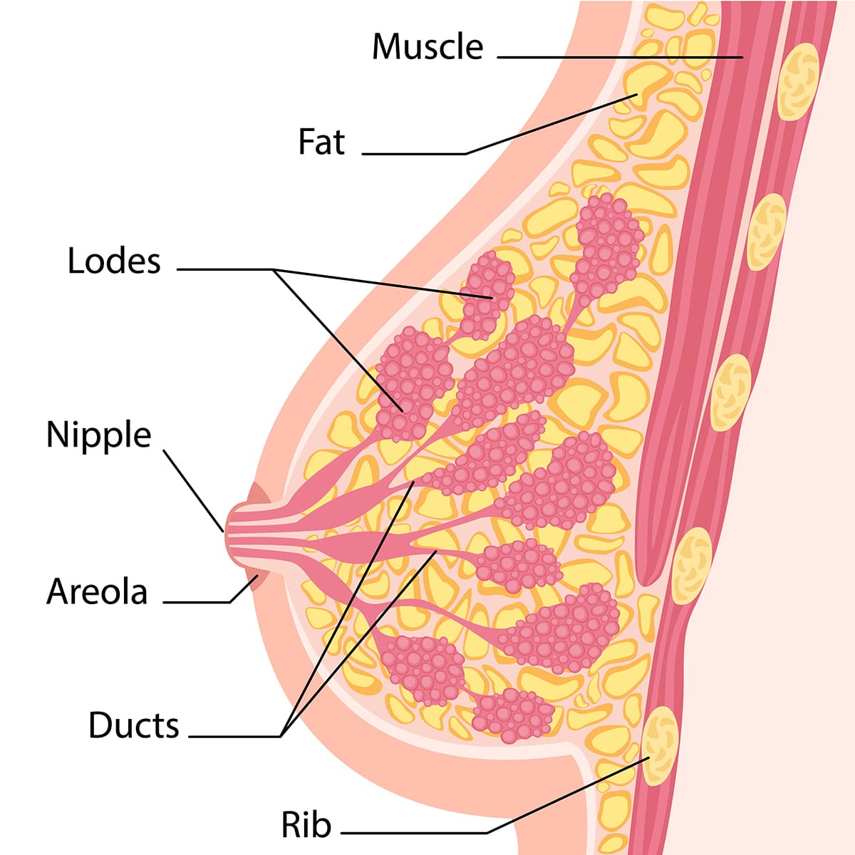 diagram of a breast's structure