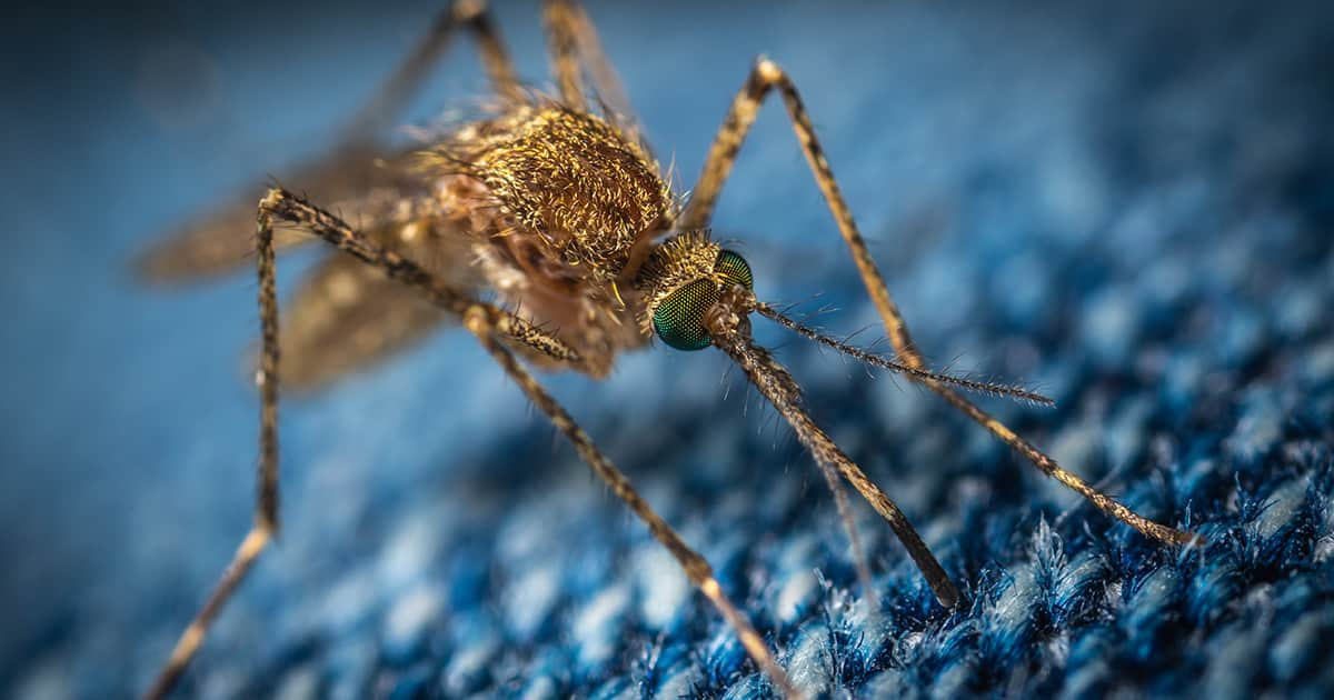 mosquito close up