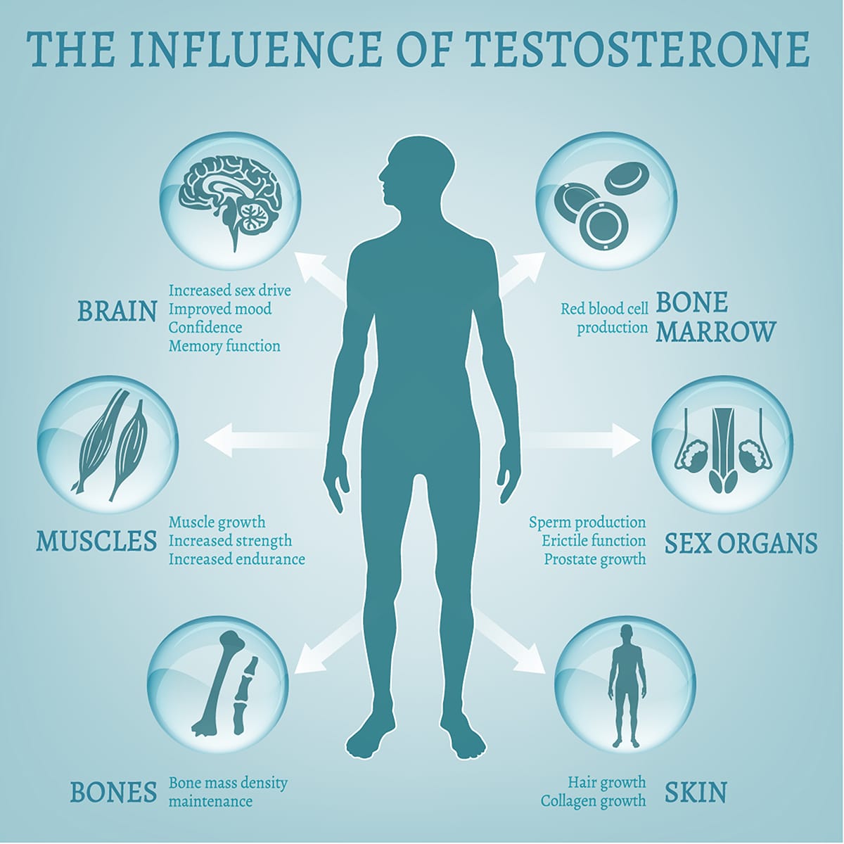 illustration of testosterone and its effects