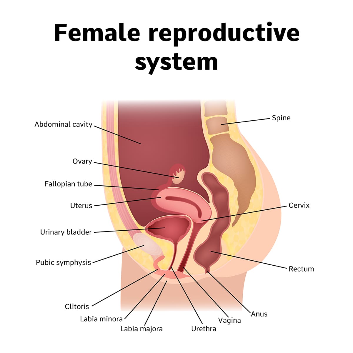 illustration of the female reproductive organs side view