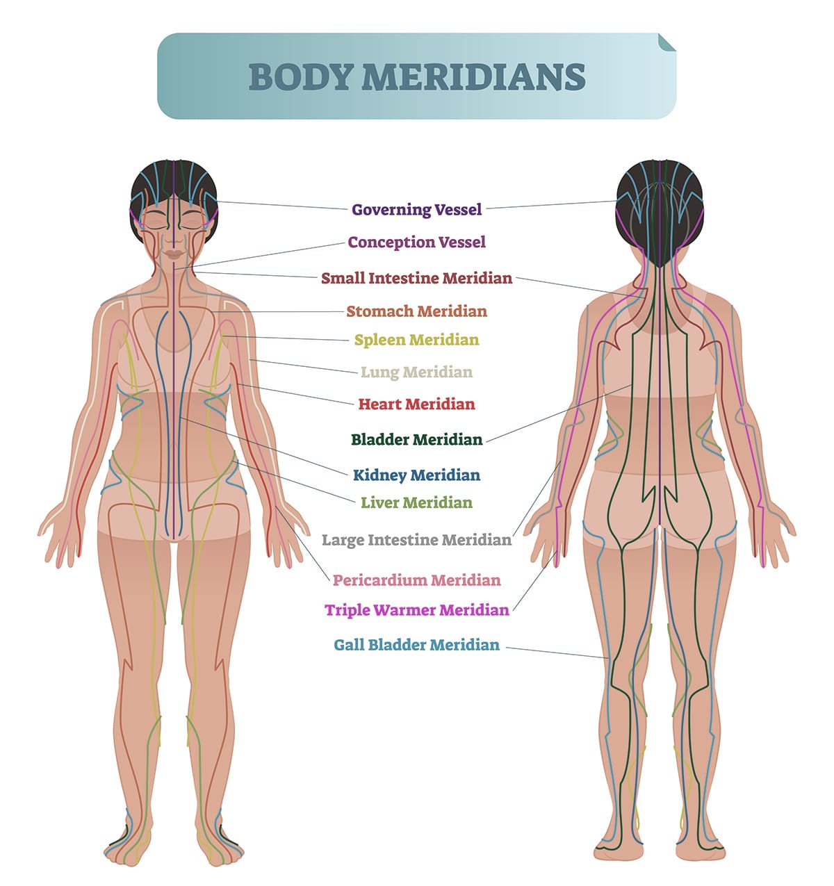 meridians of the body