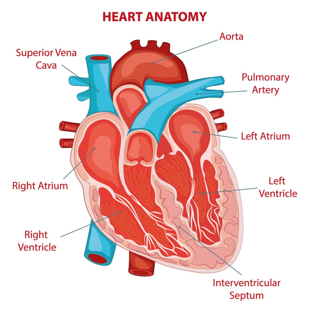 the structure of a human heart